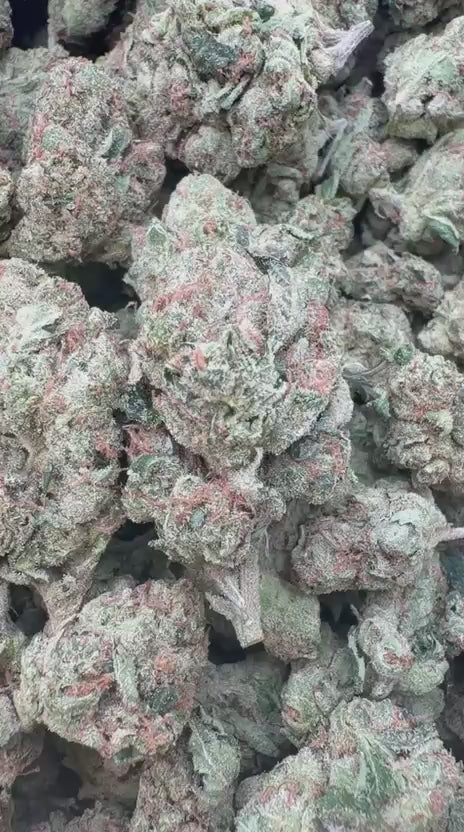 Citrus Kush - Bulk - Indica
