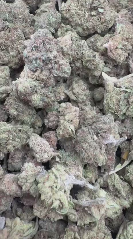 Strawberry Gelato Minis - Bulk Minis - Hybrid