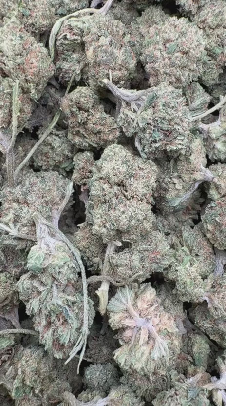 Bubble Yum Minis - Bulk Minis - Hybrid