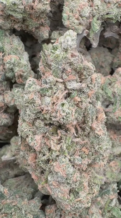 Beyond Blue Dream Indoor - Bulk - Sativa