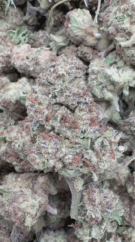 Blueberry Muffins Minis - Bulk Minis - Indica
