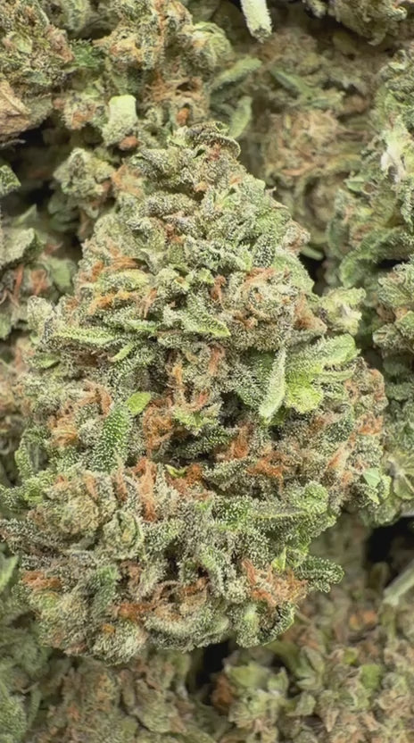 Venom OG - Bulk - Indica