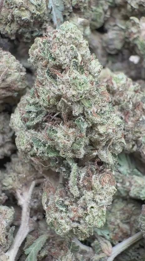 White Gelato - Bulk - Indica