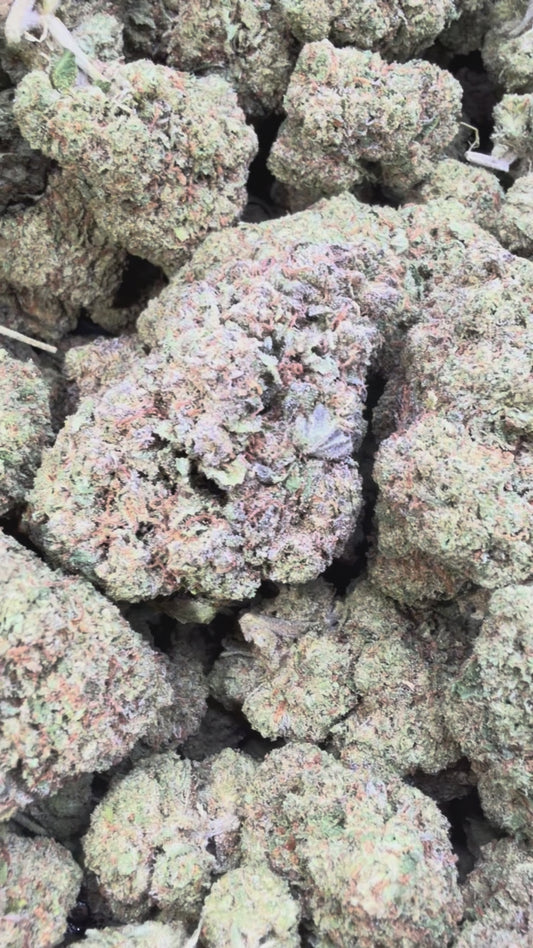 OG Lato - Bulk - Hybrid