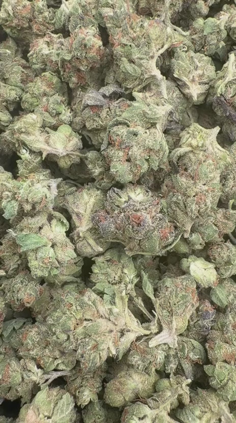 Purple Zkittles Minis - Bulk Minis - Indica