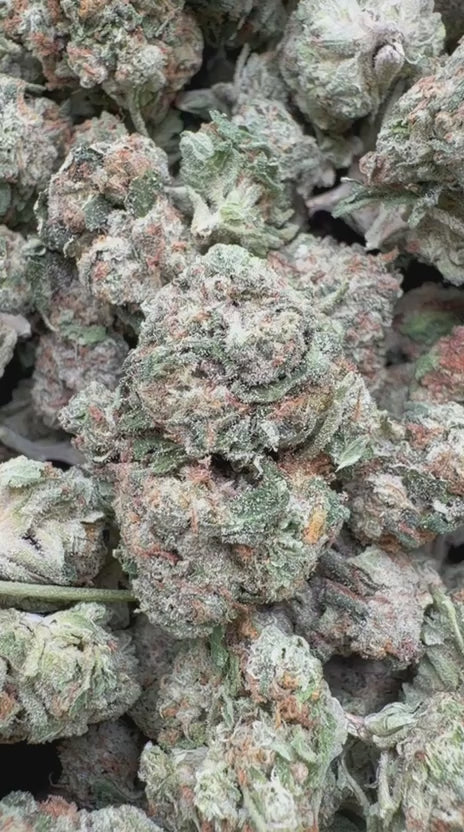Fire OG Minis - Bulk Minis - Indica