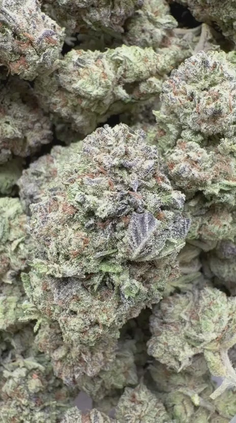Runtz x Grease Monkey Indoor - Bulk - Indica