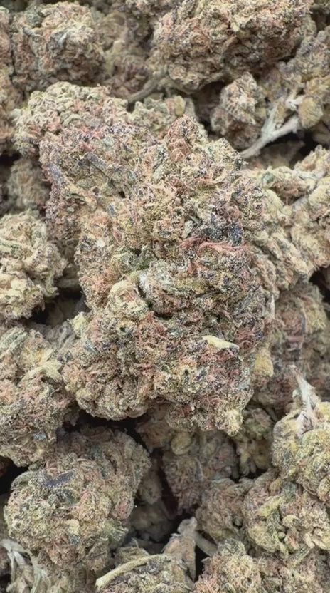 CheeseCake 41- Bulk - Indica