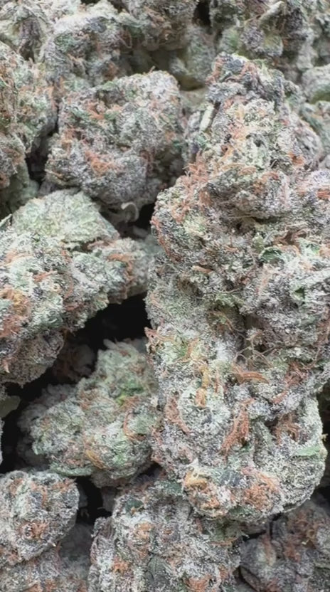 Toad Venom Indoor - Bulk - Hybrid
