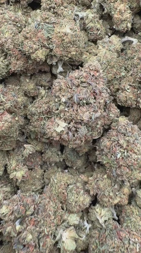 Gelato Mintz - Bulk - Hybrid