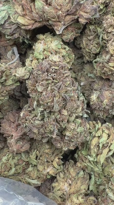 Purple Hindu - Bulk - Indica