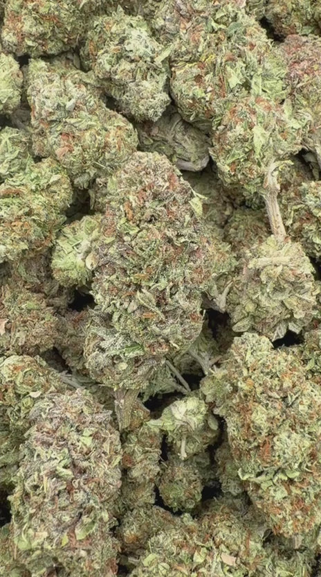 Gelato 41 - Bulk - Hybrid