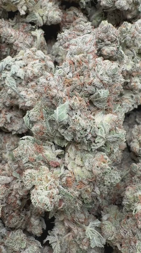 Gorilla Glue Indoor - Bulk - Hybrid