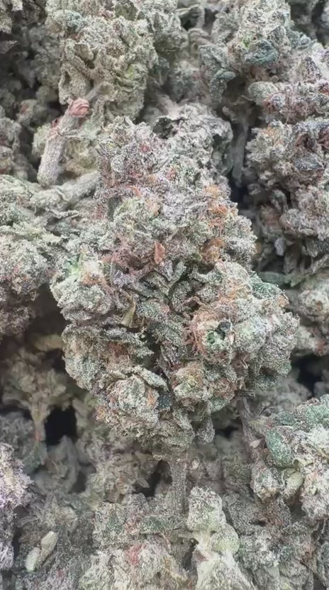 LA Pop Rocks Indoor - Bulk - Indica