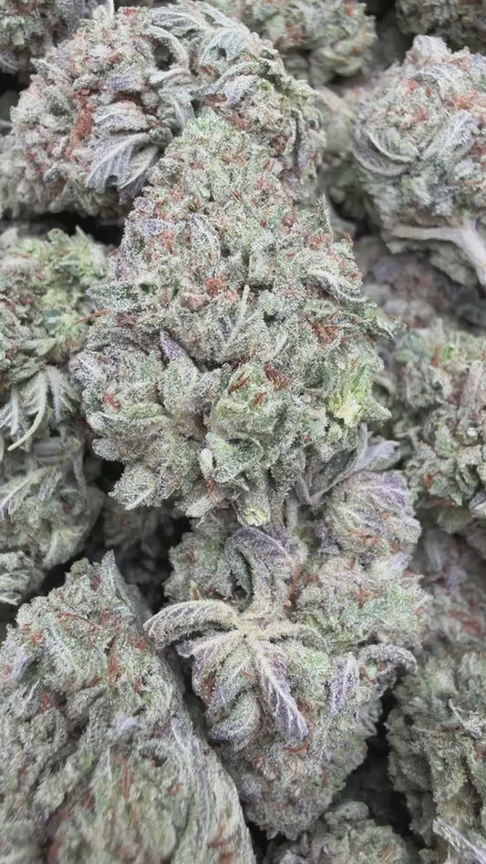 Snowman - Bulk - Hybrid
