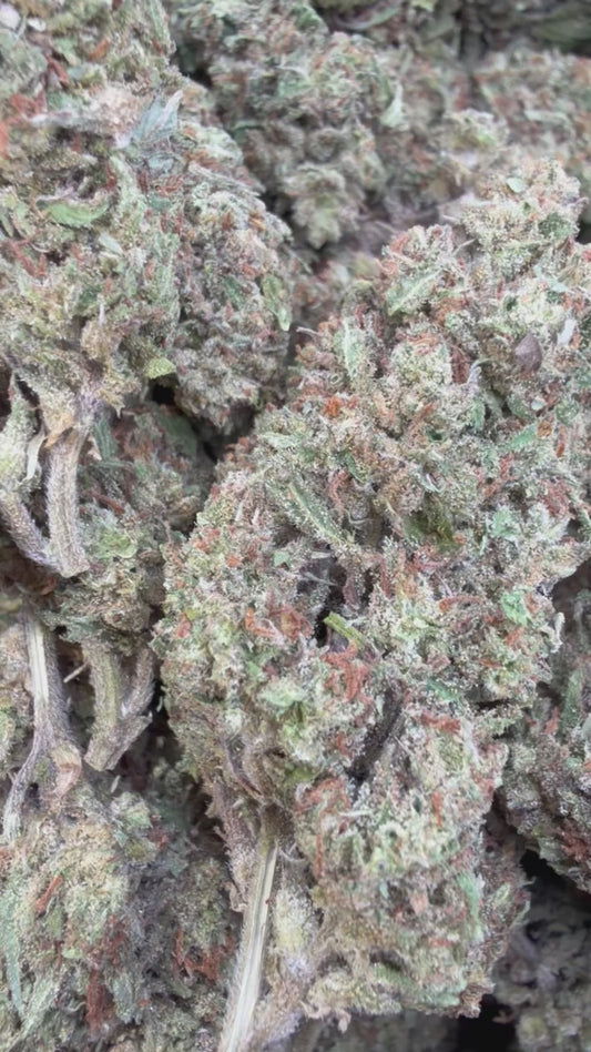 Jack Herer - Bulk - Sativa