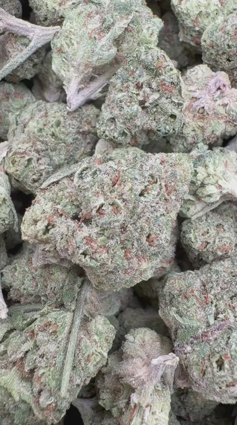 Lemon Bar Mediums - Bulk Mediums - Sativa