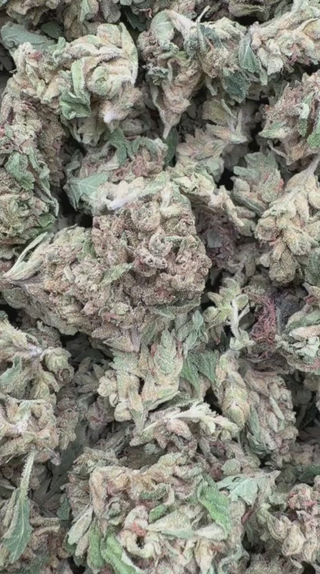 Maui Wowie Minis - Bulk Minis - Sativa