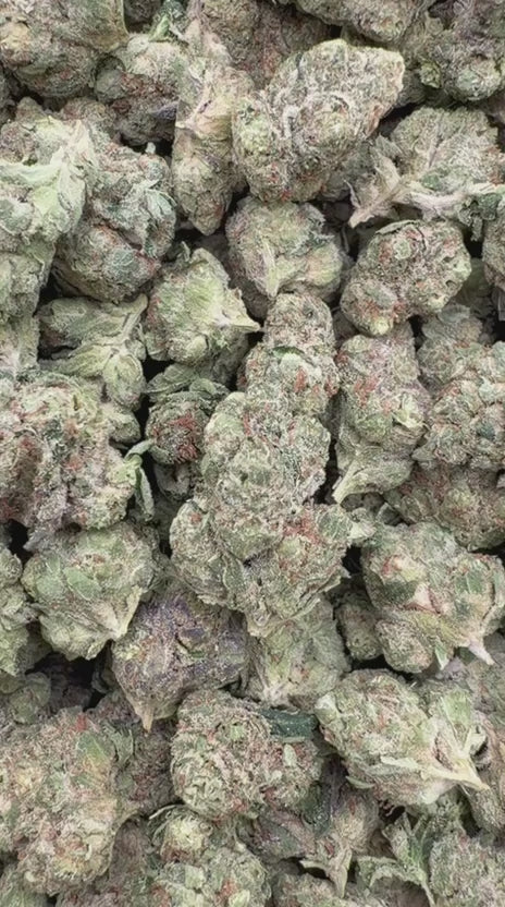 Sherbet & Haze Mediums - Bulk Mediums - Sativa