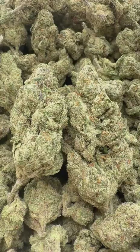 Cat Piss Indoor - Bulk - Sativa
