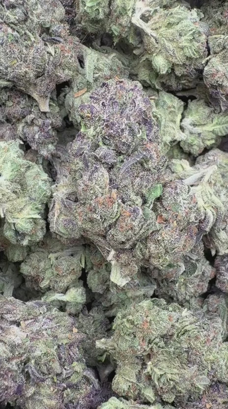 Black Cherry Soda - Bulk - Indica