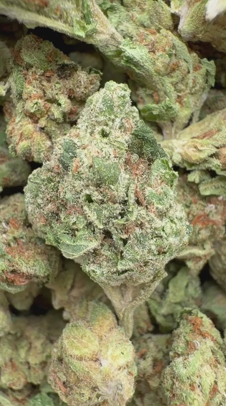 Green Crack Minis - Bulk Minis - Sativa