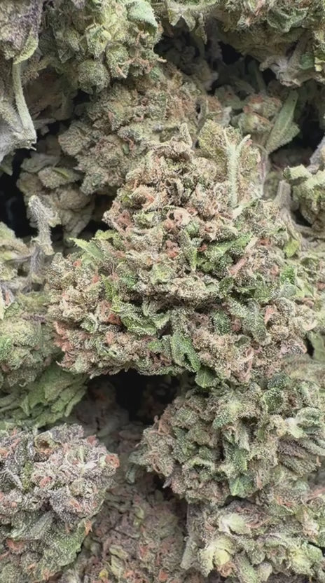 Platinum Berry - Bulk - Hybrid