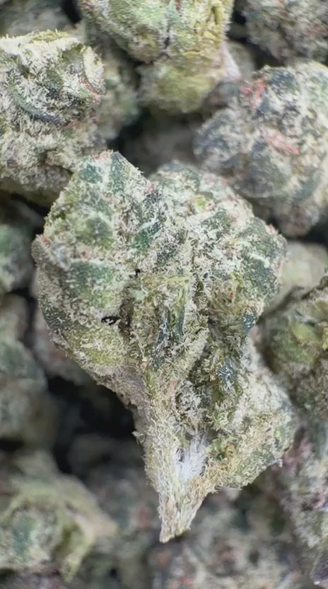 Candy Gas Indoor Minis - Bulk Minis - Hybrid