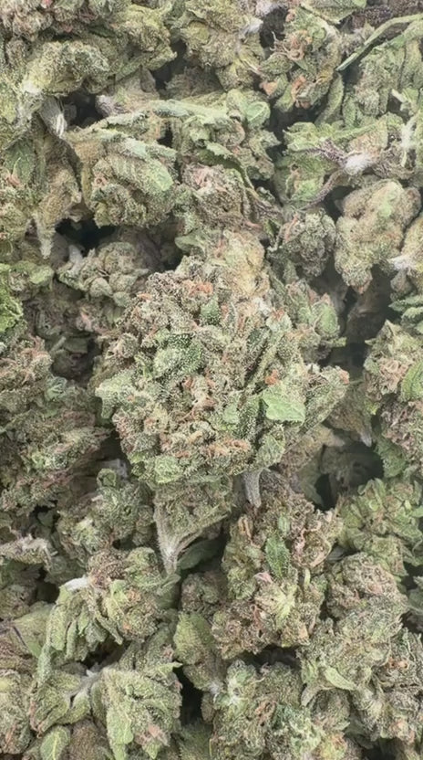 Chem Dawg Minis - Bulk Minis - Hybrid