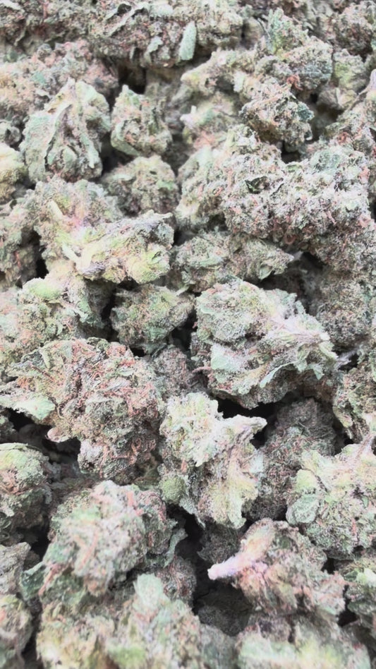 Lemon Bar Minis - Bulk Minis  - Sativa