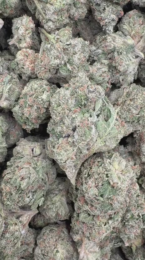Toad Venom - Bulk - Hybrid