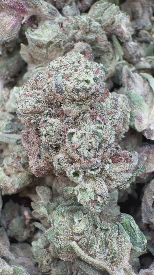 Butterscotch OG Minis - Bulk Minis - Indica