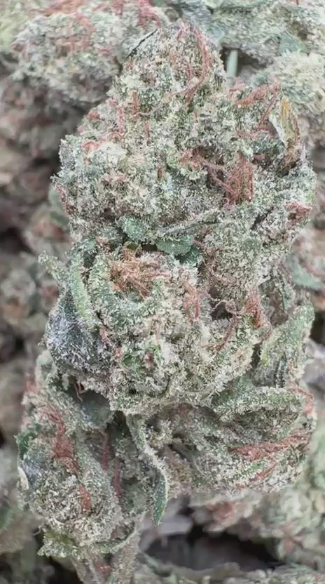 Purple Churro - Bulk - Indica