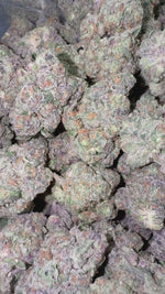 Sherbelato - Bulk - Hybrid