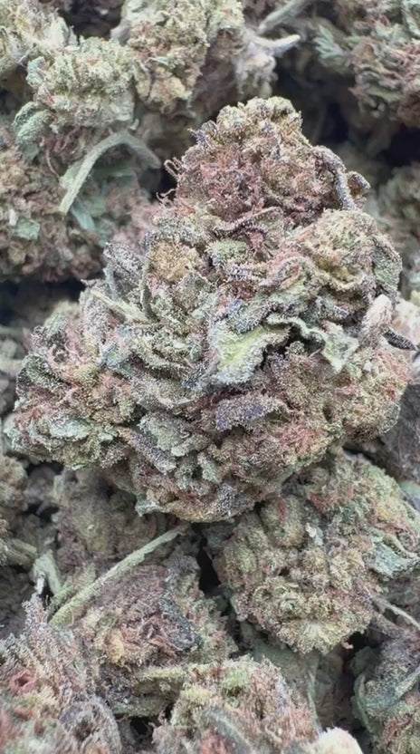 Apple Banana - Bulk - Hybrid