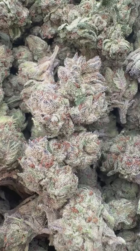 Lemon Cherry Gelato Mediums - Bulk Mediums - Hybrid