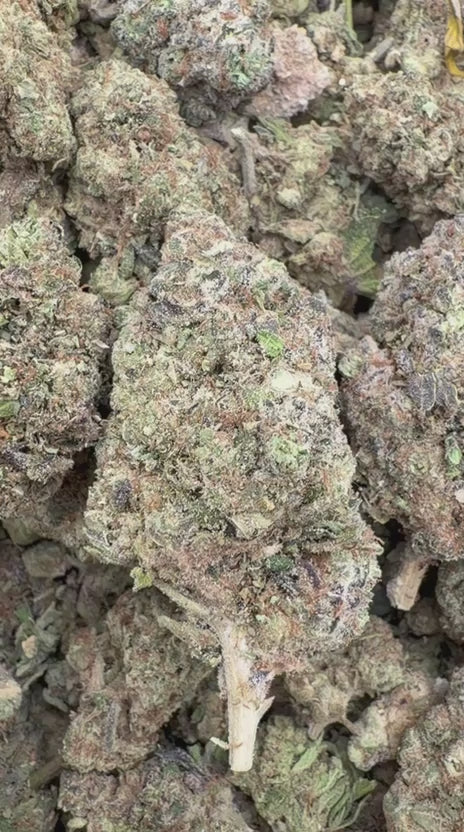 Gastro Bomb - Bulk - Indica