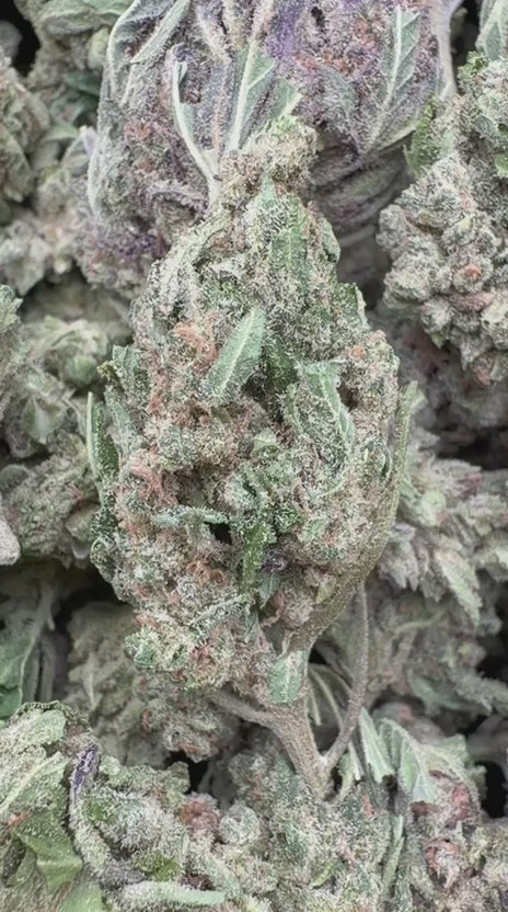 Sour Apple - Bulk - Hybrid