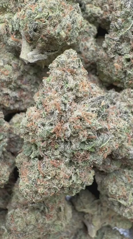 Gary Cherry Indoor - Bulk - Indica