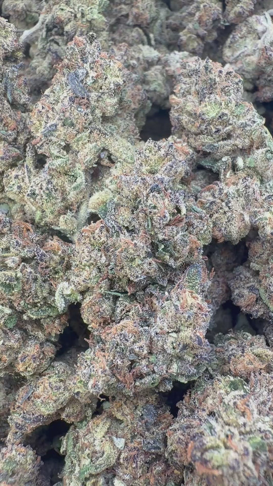 Apple Banana Indoor - Bulk - Hybrid
