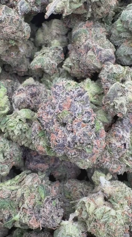 Boutique Exotics Lemon Dior Minis - Bulk Minis - Hybrid