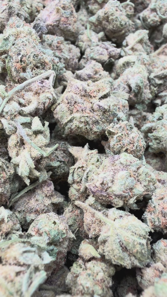 Snowman Minis - Bulk Minis - Hybrid