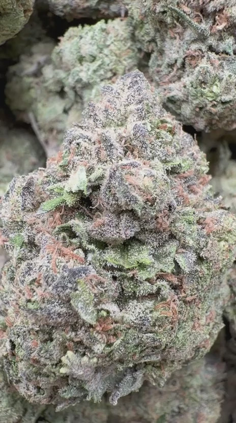 Blueberry Belts - Bulk - Hybrid