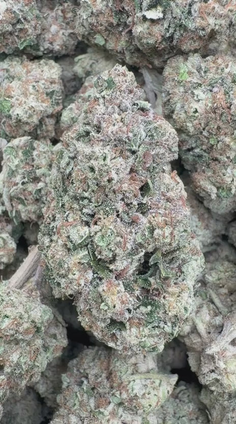 London Jealousy - Bulk - Hybrid