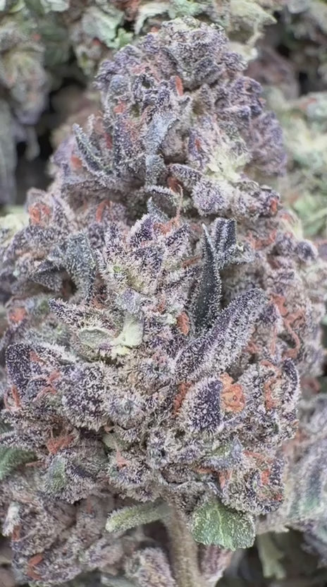 Lava Cake - Bulk - Indica