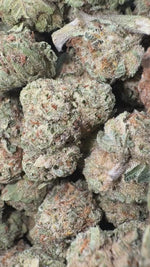 Truffle Minis - Bulk Minis- Indica