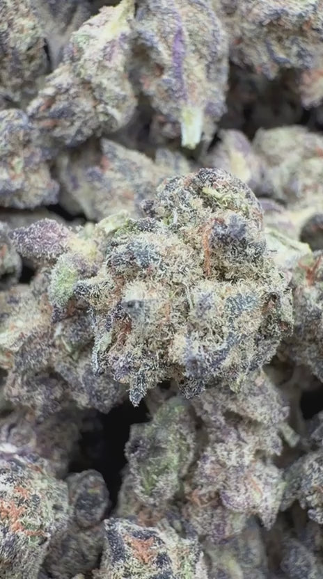 Gelato 33 Minis - Bulk Minis - Hybrid