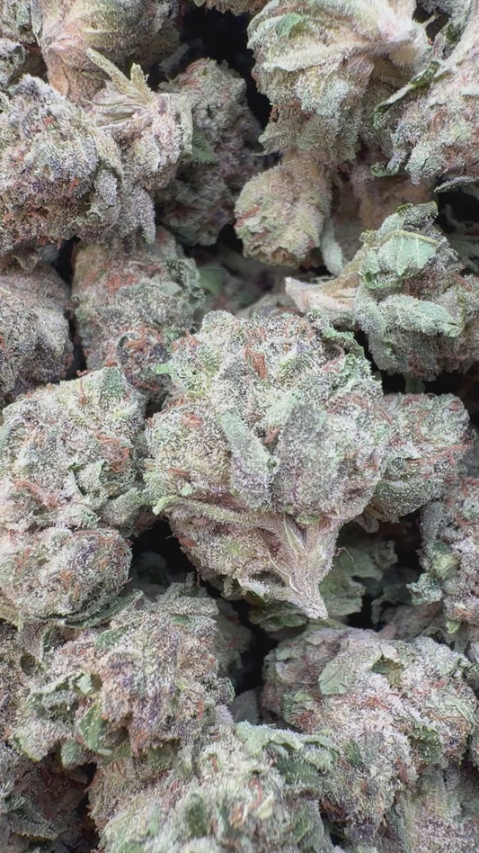 London Pound Cake 97 Indoor Minis - Bulk Minis - Indica