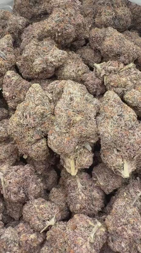Biscotti Mintz Indoor - Bulk - Indica