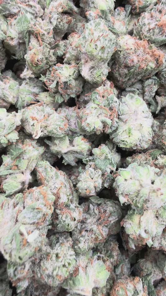 Purple Punch Minis - Bulk Minis - Indica